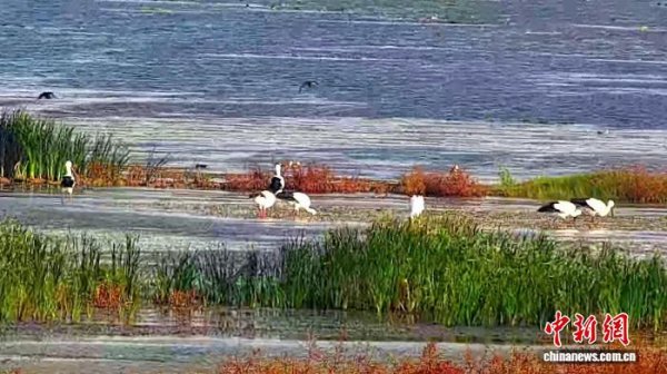 银易配资 鄱阳湖保护区监测到首批6只东方白鹳飞抵越冬